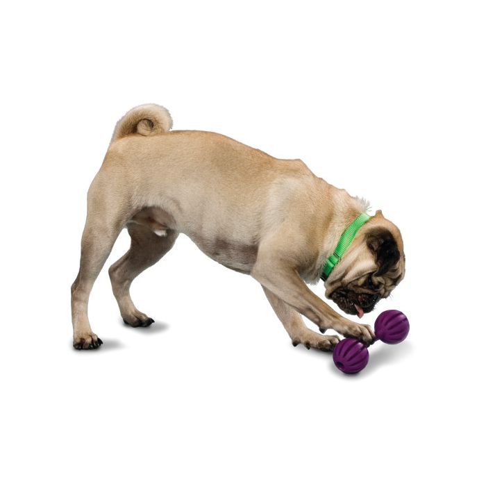 Busy buddy waggle shop