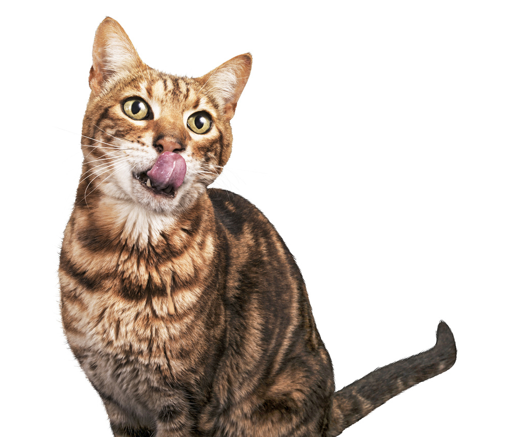 katzenfutter-kaufen-1